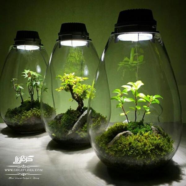 گیاه و نور مصنوعی