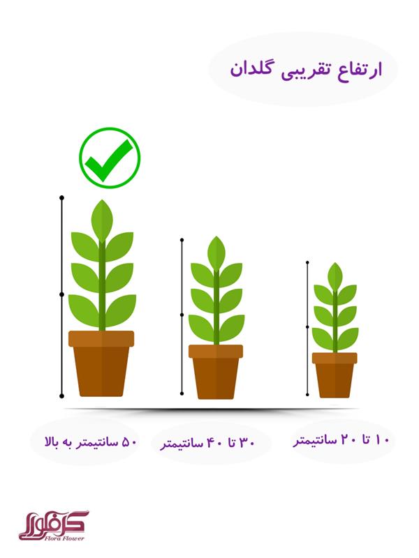 خرید و قیمت سانسوریا کراواتی لبه طلایی ابلق با گلدان زیبا 🪴